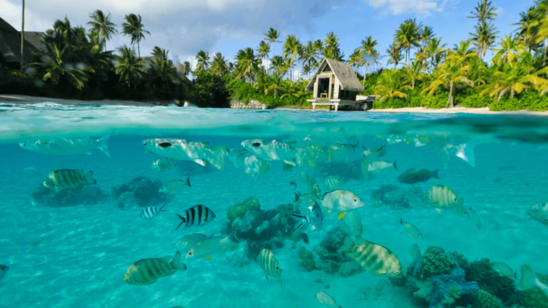 Bora Bora Lagoonarium