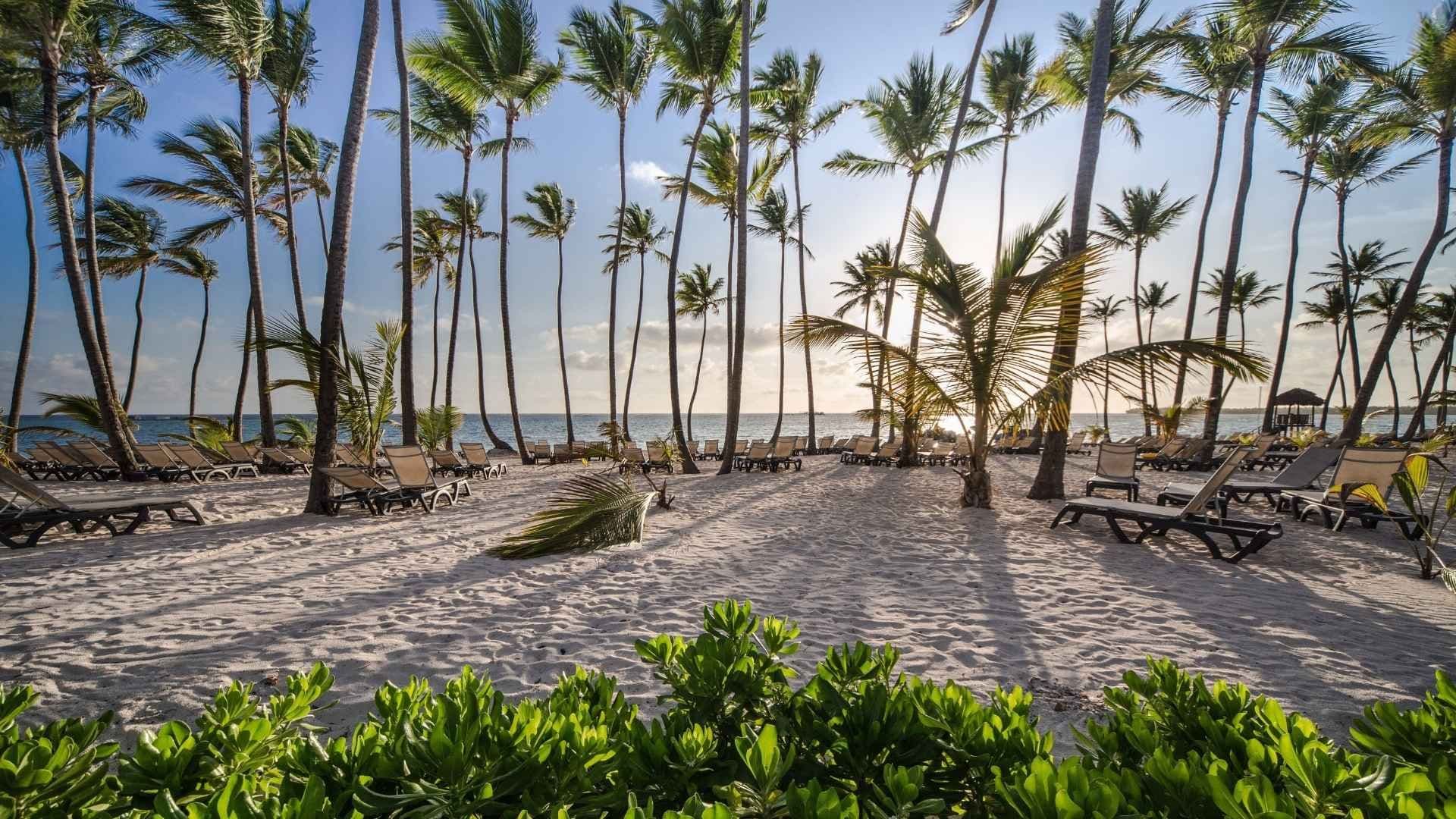 bvi beaches and palm trees