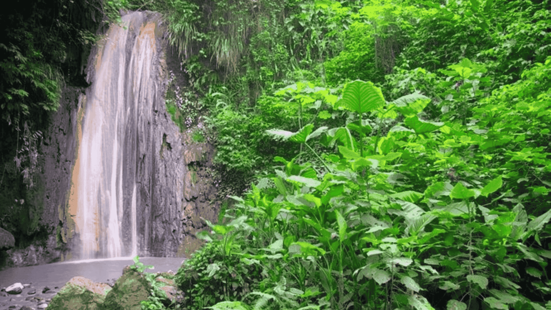 Diamond Falls Botanical Gardens