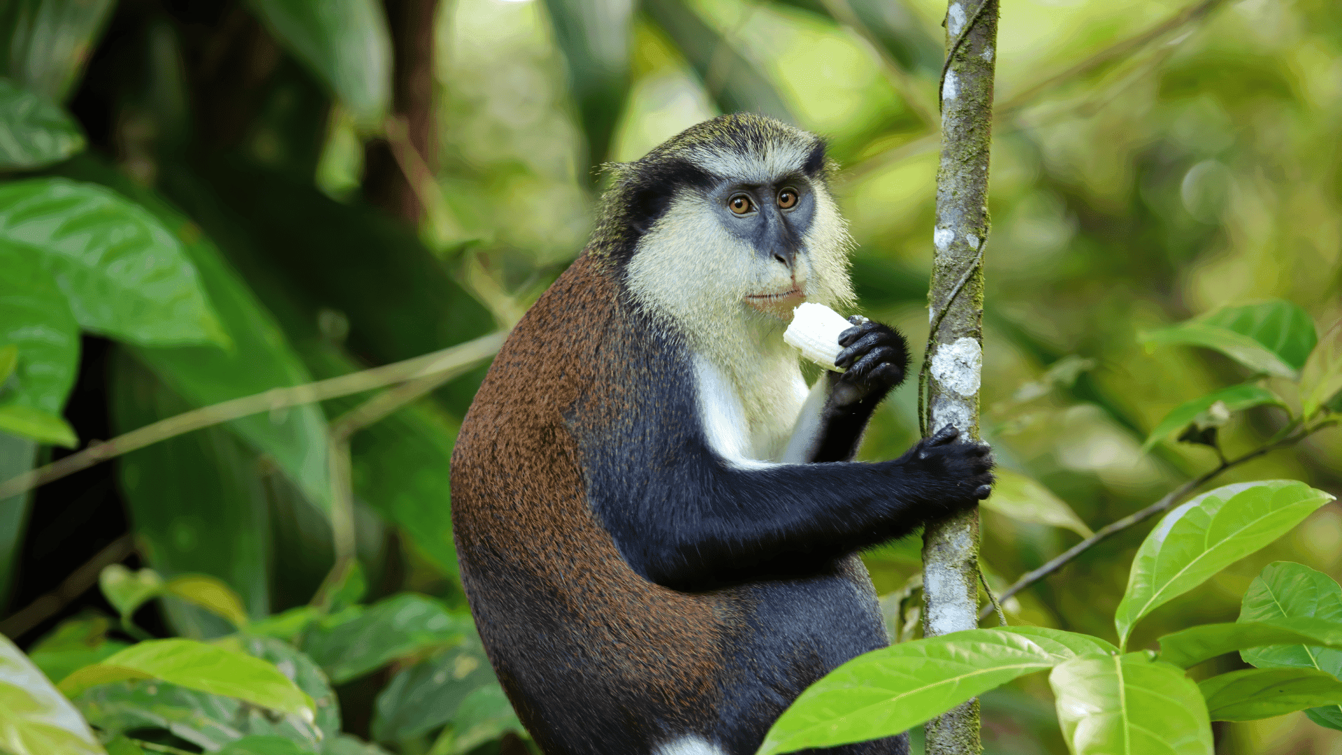Gran Etang National Park