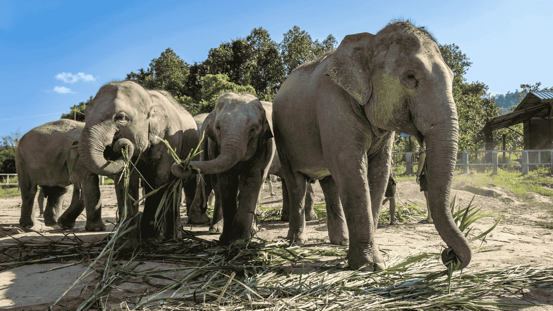 Green Elephant Sanctuary Park in Phuket, Thailand
