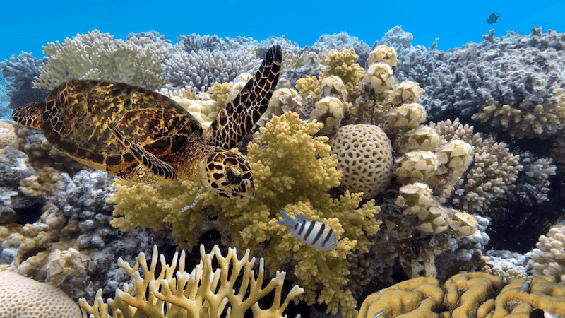 green turtle swimming in blue ocean great barrier reef in australia