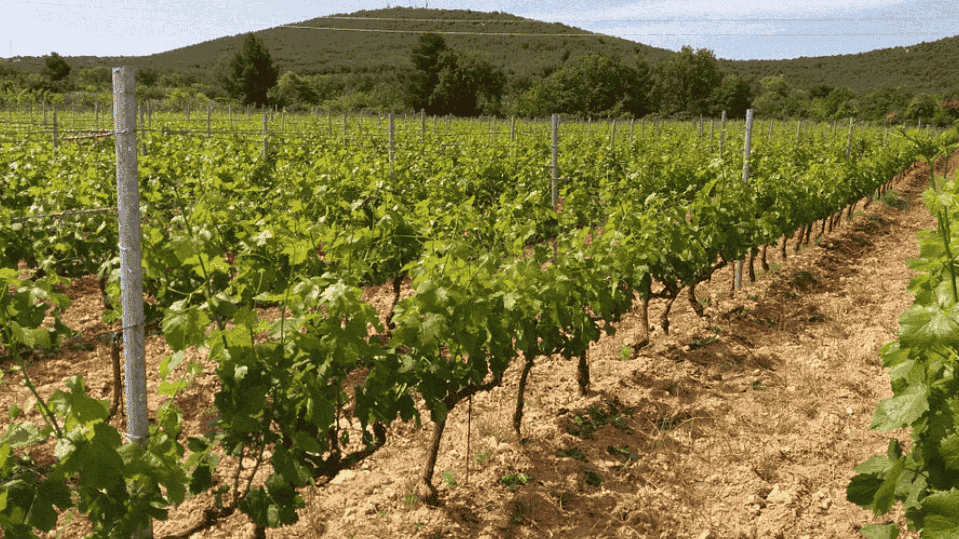 Rak Winery in Sibenik