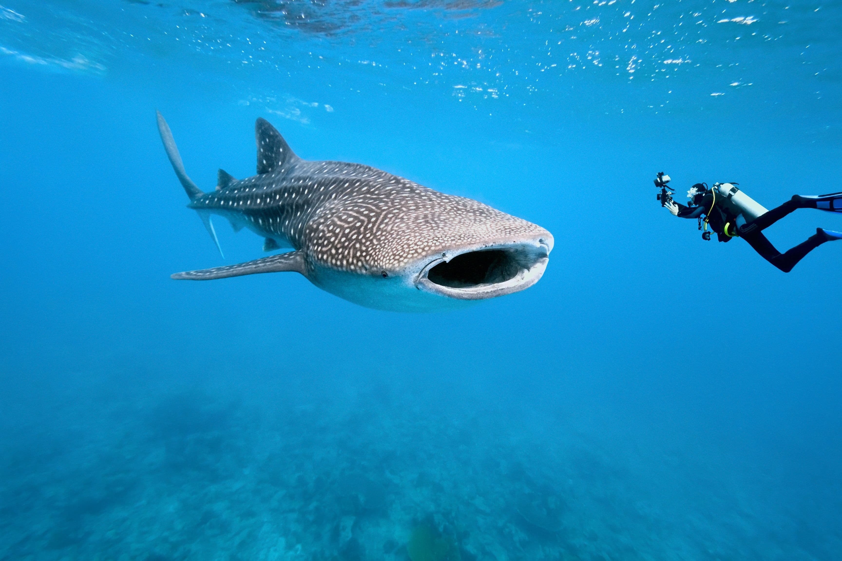 Whale Shark with Scuba Diver